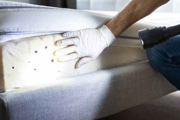 Pest Prevention Services in Hidden Valley Lake, CA