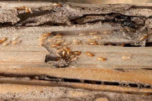 Flea Control Services in Hidden Valley Lake, CA