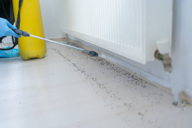 Best Mosquito Control Services  in Hidden Valley Lake, CA